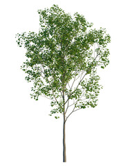 Populus tremula tree, front view, cutout, transparent background, isolate, Lush tree with vibrant green leaves for landscape designs and renderings