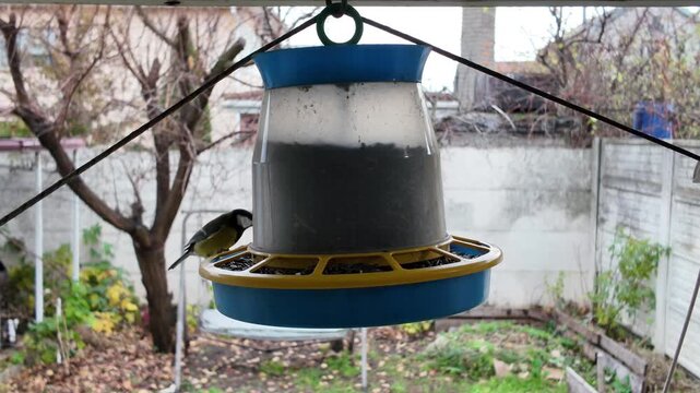 Titmouses at a bird feeder, slow-motion video. Horizontal. A tiny titmouse, perched on a wooden ledge feeder, offers a delicious treat. A feathered friend enjoying a winter meal.