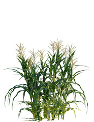Fototapeta premium Zea mays tree, front view, cutout, transparent background, isolate, Vibrant green corn stalks with tassels ready for harvest season