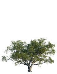 Obraz premium Quercus agrifolia tree, front view, cutout, transparent background, isolate, Mature lush green tree with detailed branches and leaves, perfect for nature scenes