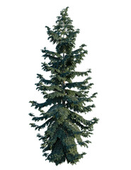 Picea engelmannii tree, front view, cutout, transparent background, isolate, Majestic evergreen tree stands tall, perfect for nature scenes and winter designs