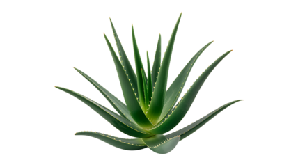 A vibrant aloe vera plant with pointed leaves isolated on transparent background.