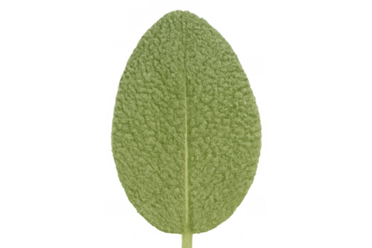 Green sage leaf with a soft, fuzzy texture. Studio isolated plant element for natural themes, transparent background