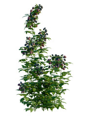 Rubus caesius tree, front view, cutout, transparent background, isolate, Ripe blackberries on lush green vine ready for harvest © DH Tree Stock