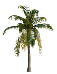 Fototapeta premium Dictyosperma album tree, front view, cutout, transparent background, isolate, Lush tropical palm tree with green fronds sway gently in warm breeze