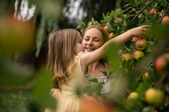 Mother and daughter picking apples together in a garden in autumn