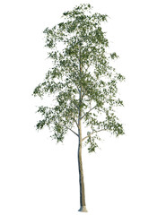 Obraz premium VP Free Birch tree, front view, cutout, transparent background, isolate, Lush green deciduous tree with detailed branches and leaves, perfect for design