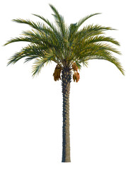 Phoenix dactylifera tree, front view, cutout, transparent background, isolate, Vibrant date palm tree with bountiful fruit clusters ready for harvest © DH Tree Stock