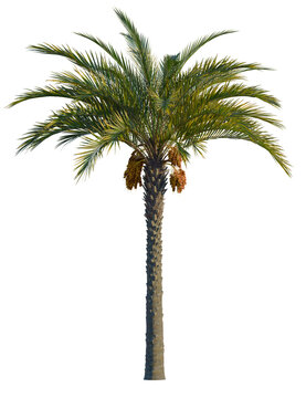 Phoenix dactylifera tree, front view, cutout, transparent background, isolate, Vibrant date palm tree with bountiful fruit clusters ready for harvest