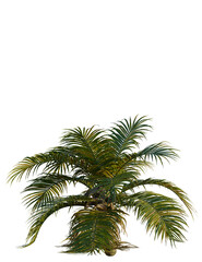 Ravenea hildebrandtii tree, front view, cutout, transparent background, isolate, Vibrant palm tree fronds sway gently in warm tropical sunlight