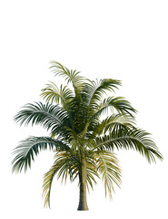 Obraz premium Dictyosperma album tree, front view, cutout, transparent background, isolate, Vibrant palm tree with lush green foliage, perfect for tropical scenes
