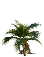Ravenea hildebrandtii tree, front view, cutout, transparent background, isolate, Vibrant green palm tree isolated on black, perfect for tropical designs