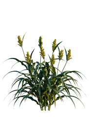 Sorghum bicolor tree, front view, cutout, transparent background, isolate, Vibrant sorghum plant with golden grain heads and lush green leaves