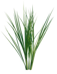 Oryza sativa tree, front view, cutout, transparent background, isolate, Lush green grass blades sway gently in natural light
