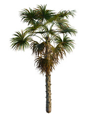 Coccothrinax miraguama tree, front view, cutout, transparent background, isolate, Tropical palm tree with textured bark and lush green foliage