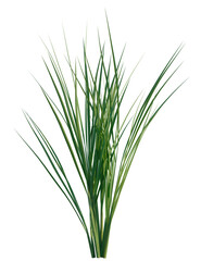 Oryza sativa tree, front view, cutout, transparent background, isolate, Vibrant green grass blades sway gently, adding natural beauty to any project.