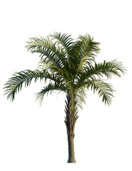 Fototapeta premium Syagrus schizophylla tree, front view, cutout, transparent background, isolate, Lush palm tree with vibrant green fronds evokes tropical paradise and vacation dreams