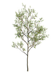 Naklejka premium Prunus padus tree, front view, cutout, transparent background, isolate, Blooming tree against a black background, perfect for design and decor use
