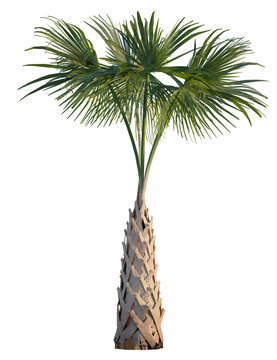 Sabal palmetto tree, front view, cutout, transparent background, isolate, Stunning tropical palm tree with vibrant green fronds against a dark backdrop