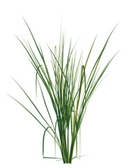 Oryza sativa tree, front view, cutout, transparent background, isolate, Vibrant green grass illustration perfect for design projects and nature themes