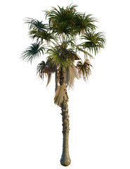 Fototapeta premium Coccothrinax miraguama tree, front view, cutout, transparent background, isolate, Stunning palm tree isolated on black, perfect for tropical vacation themes
