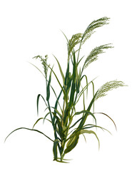 Panicum miliaceum tree, front view, cutout, transparent background, isolate, Fresh green wheat plant with delicate seeds, nature's beauty on display