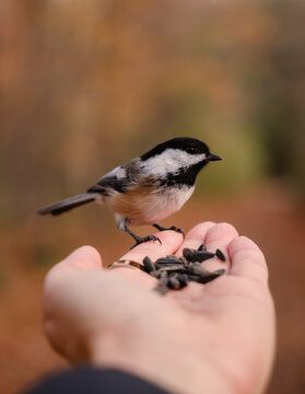 Close up of chickadee eating seeds from a hand in the forest.