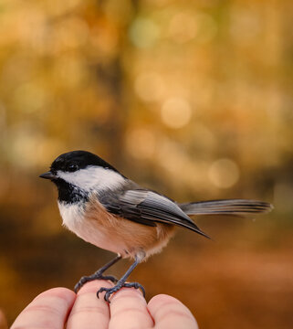 Close up of chickadee perched on a hand in the forest on fall day..