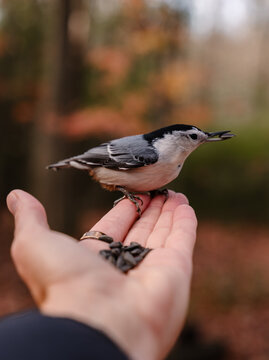 Close up of nuthatch bird eating seeds from hand in forest.