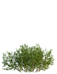 Vaccinium myrtillus tree, front view, cutout, transparent background, isolate, Vibrant blueberry...