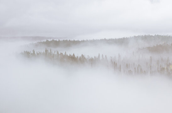 autumn forest fading into soft white fog in northern Finland