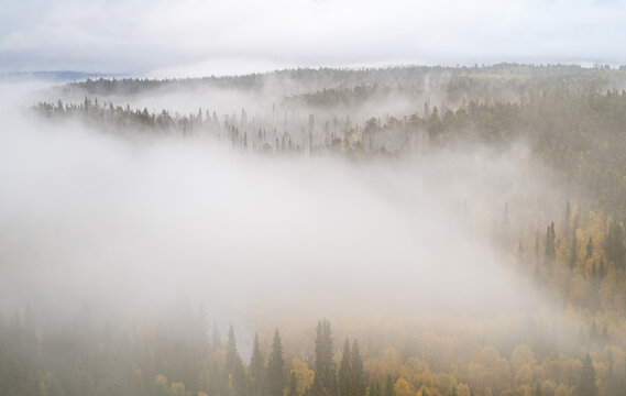 Golden autumn forest fading into soft white fog in northern Finland