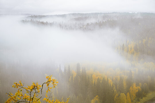 Golden autumn forest fading into soft white fog in northern Finland