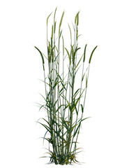 Secale cereale tree, front view, cutout, transparent background, isolate, Fresh green wheat stalks swaying gently in the wind, natural beauty.