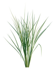 Oryza sativa tree, front view, cutout, transparent background, isolate, Vibrant green grass illustration for nature, garden, and botanical projects