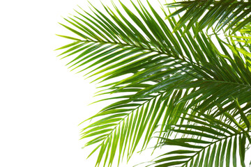 Bright green palm fronds against a stark black background with subtle light highlights leaf tropical, Isolated On Transparent Background, Png Cut Out