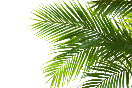 Bright green palm fronds against a stark black background with subtle light highlights leaf tropical, Isolated On Transparent Background, Png Cut Out