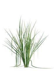 Oryza sativa tree, front view, cutout, transparent background, isolate, Vibrant green ornamental grass, perfect for landscaping and modern design