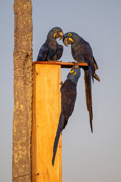Beautiful view to three hyacinth macaws on artificial wooden nest