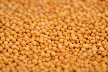 Pile of yellow mustard seeds. Close-up