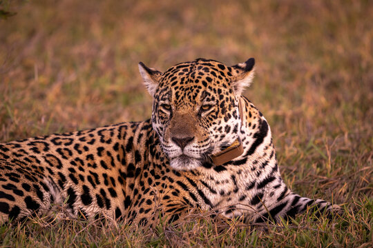 Beautiful view to wild jaguar in the Pantanal of Miranda