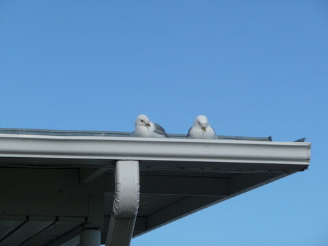 Adorable view of two fluffy seagull chicks perched on the edge of a white roof, gazing curiously against a clear blue summer sky in Finland. 