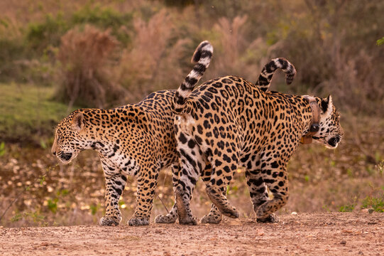 Beautiful view to wild jaguar cub and mother in the Pantanal