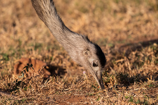 Greater Rhea in the Pantanal of Miranda, Mato Grosso do Sul