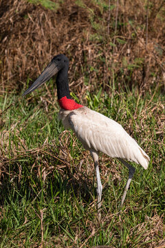 Jabiru stork in the Pantanal of Miranda, Mato Grosso do Sul