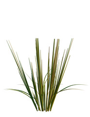 Oryza sativa tree, front view, cutout, transparent background, isolate, Vibrant green ornamental grass with transparent background for design projects