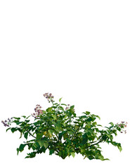 Solanum tuberosum tree, front view, cutout, transparent background, isolate, Vibrant flowering plant isolated on transparent background, perfect for design