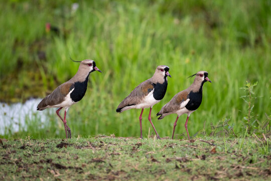 Beautiful view to three southern lapwings in the Pantanal of Miranda