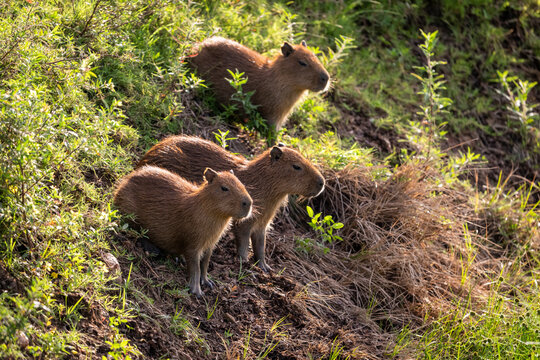 Beautiful view to three capybara babies in the Pantanal
