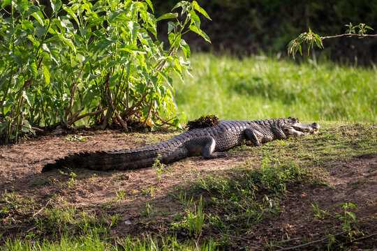 Beautiful view to paraguayan caiman in the Pantanal of Miranda